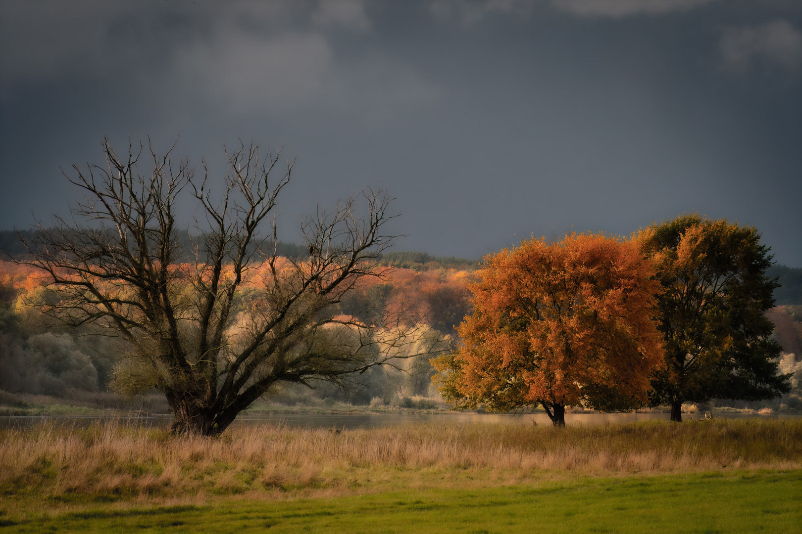 Herbstfarben an der Elbe 