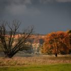 Herbstfarben an der Elbe 