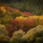 Herbstfarben an der Elbe 