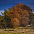 Herbstfarben an der Elbe 