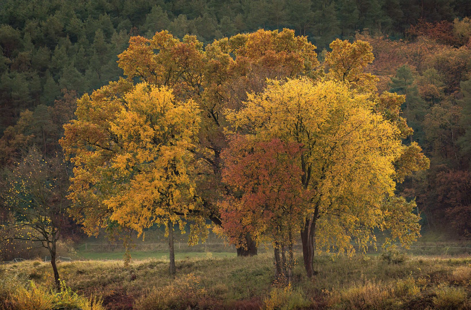 Herbstfarben an der Elbe 