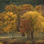 Herbstfarben an der Elbe 