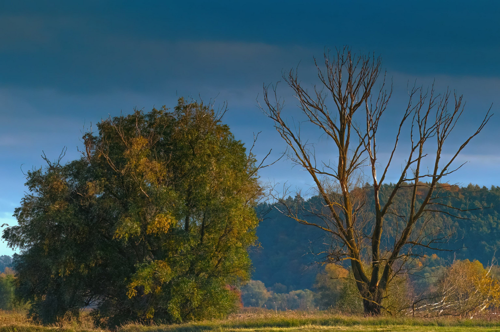 Herbstfarben an der Elbe 