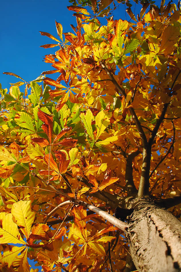 Herbstfarben an der Mosel (6) hoch