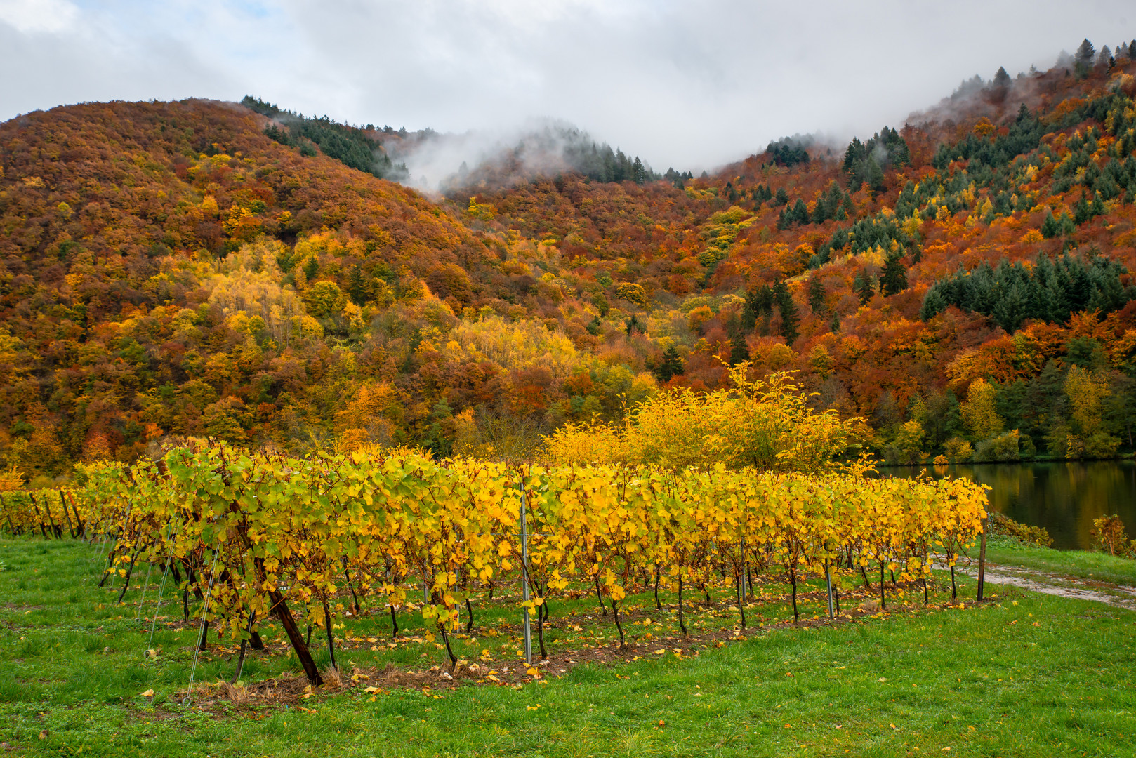 Herbstfarben an der Mosel