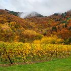 Herbstfarben an der Mosel