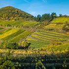 Herbstfarben an der Weinstraße