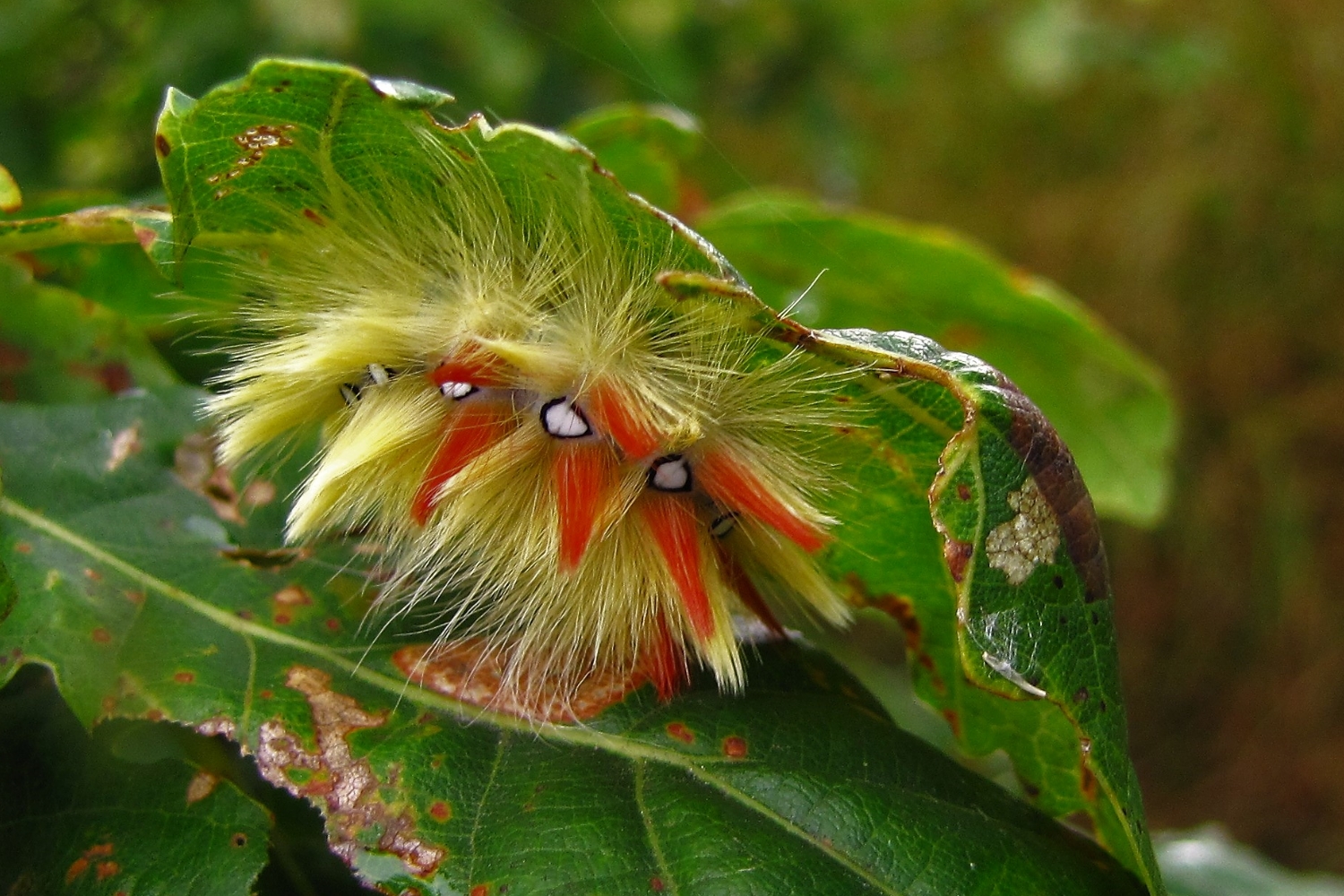 Herbstfarben an Eiche und die Raupe