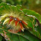 Herbstfarben an Eiche und die Raupe