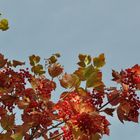 Herbstfarben an einen strahlenden Tag