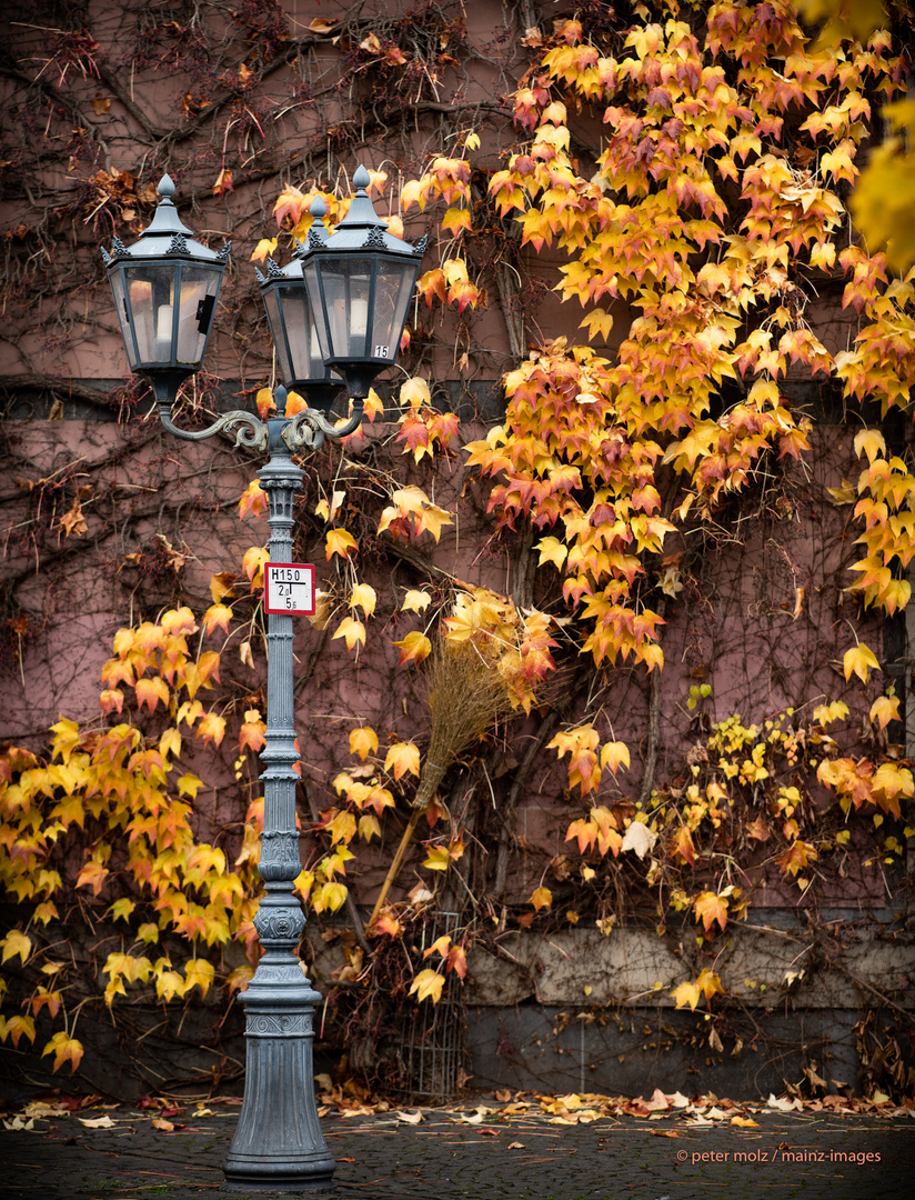 Herbstfarben auf dem Bischofsplatz - Mainz  | November 2021