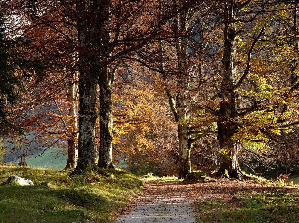 Herbstfarben auf dem Weg zum Taubensee