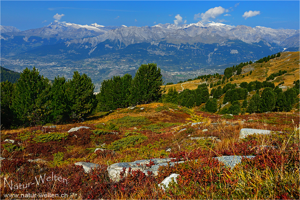 Herbstfarben auf der Crêt du Midi