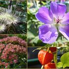 Herbstfarben auf meinem Balkon