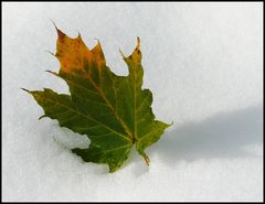 Herbstfarben auf Schnee