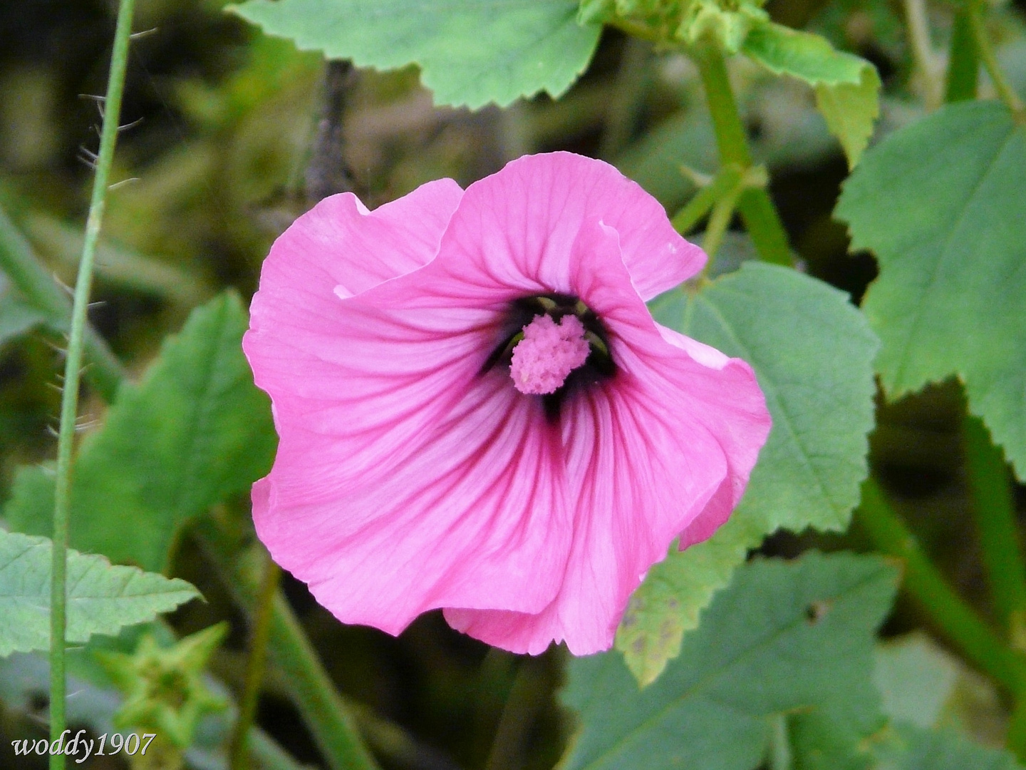 Herbstfarben aus dem Pott-019