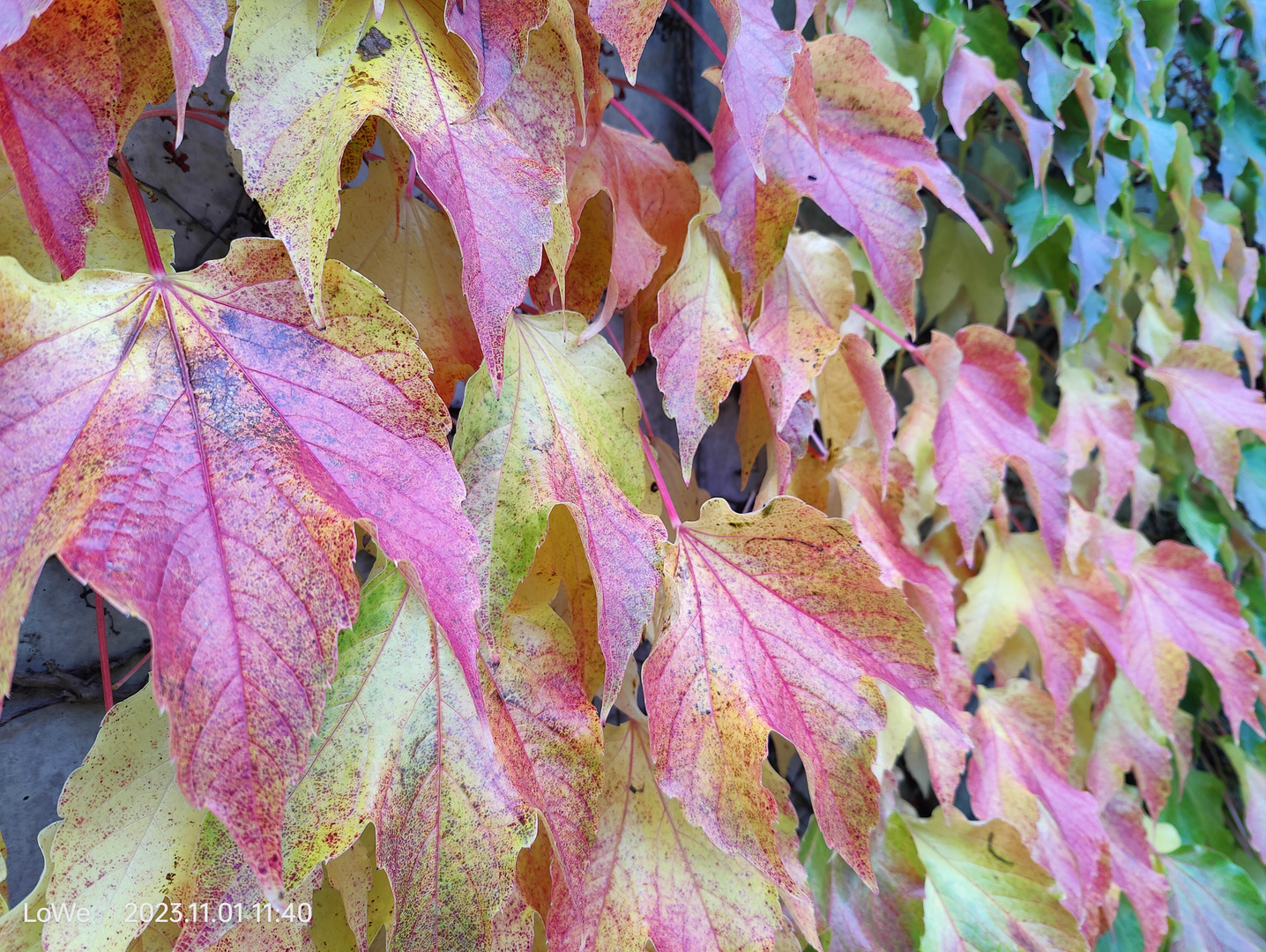 Herbstfarben 