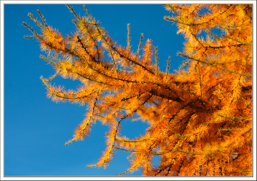 Herbstfarben .