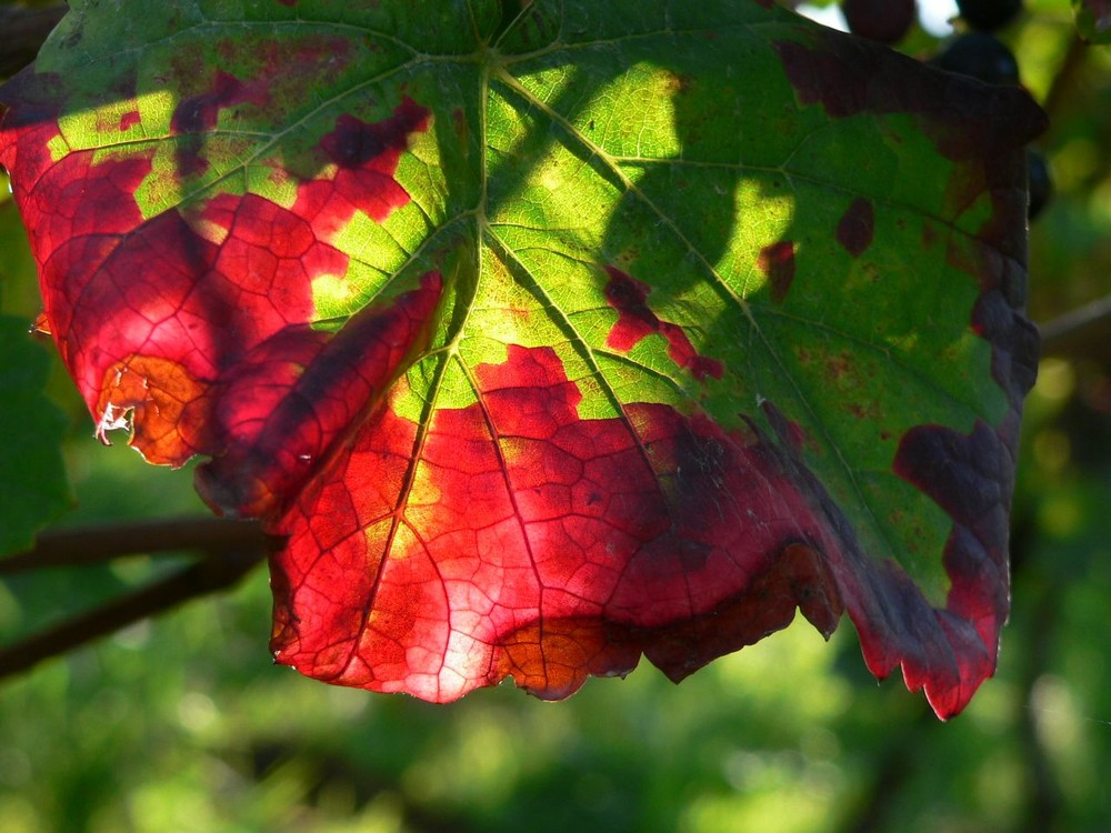 Herbstfarben