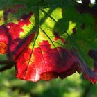 Herbstfarben