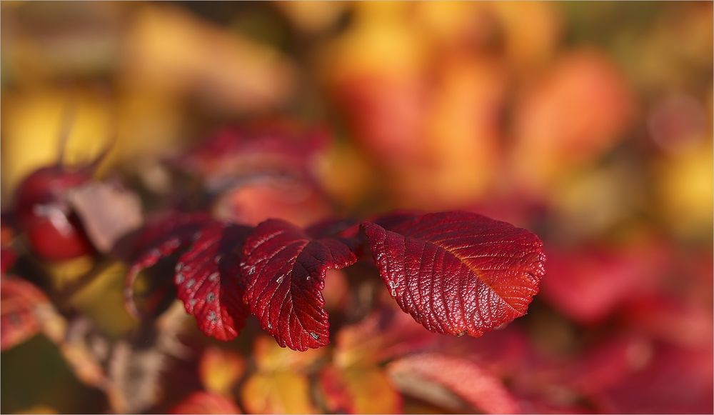 Herbstfarben