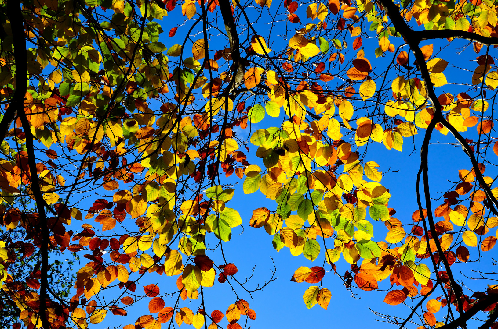 Herbstfarben