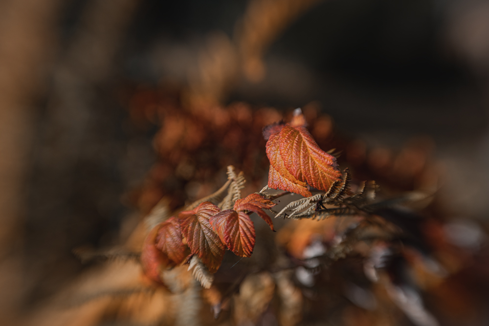 Herbstfarben