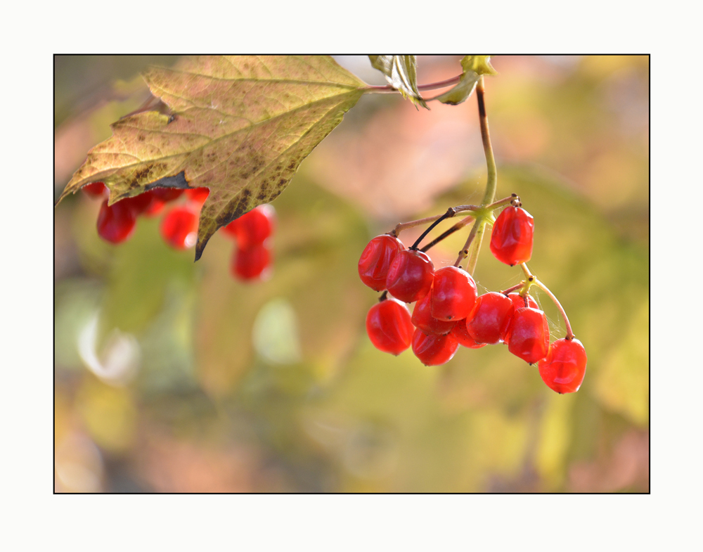 Herbstfarben