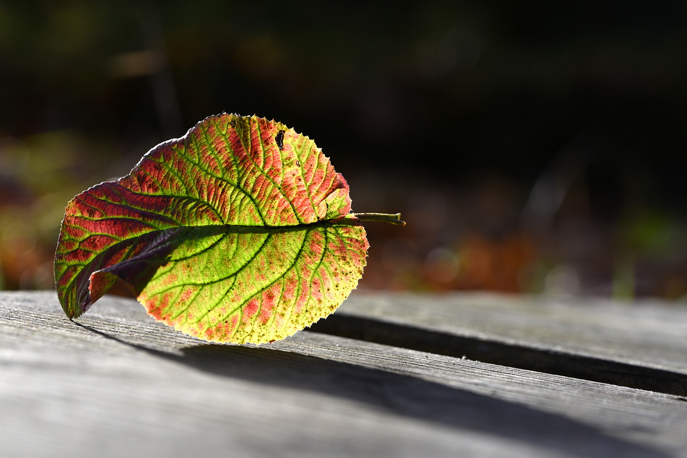 Herbstfarben