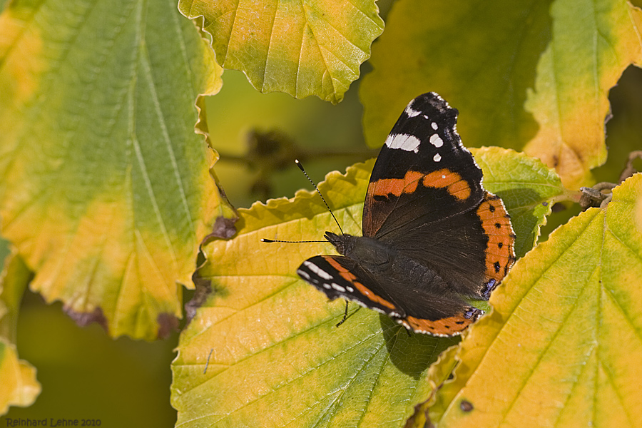 Herbstfarben