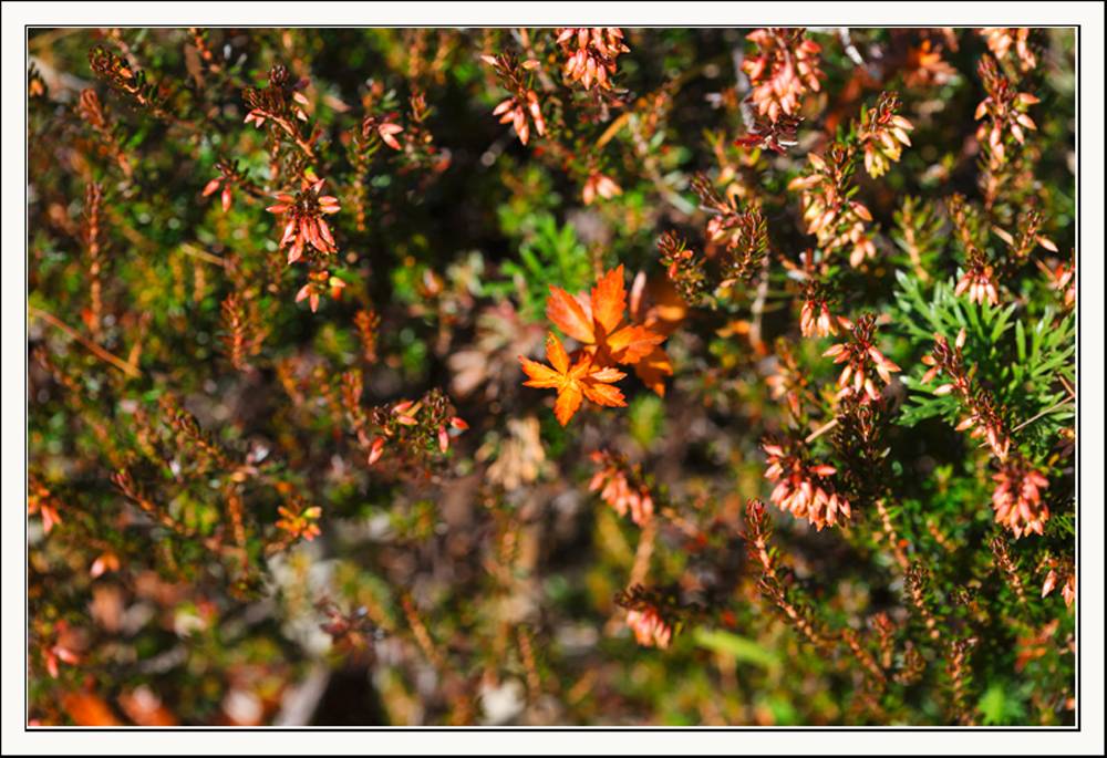 Herbstfarben .....