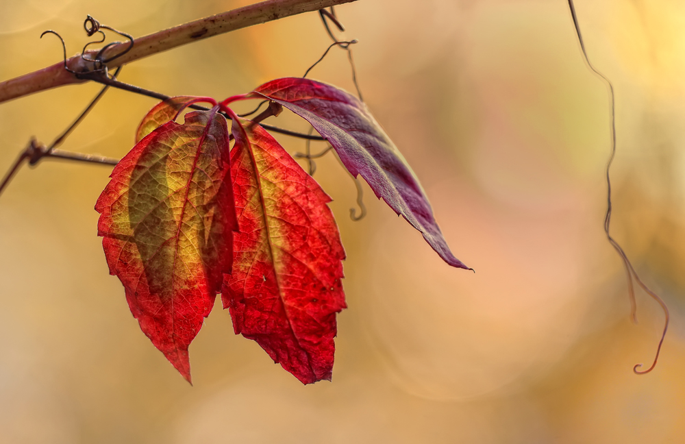 Herbstfarben