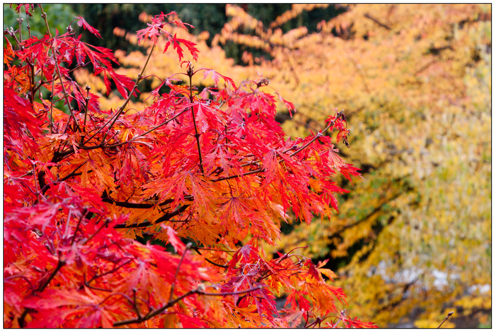 Herbstfarben