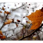 herbstfarben