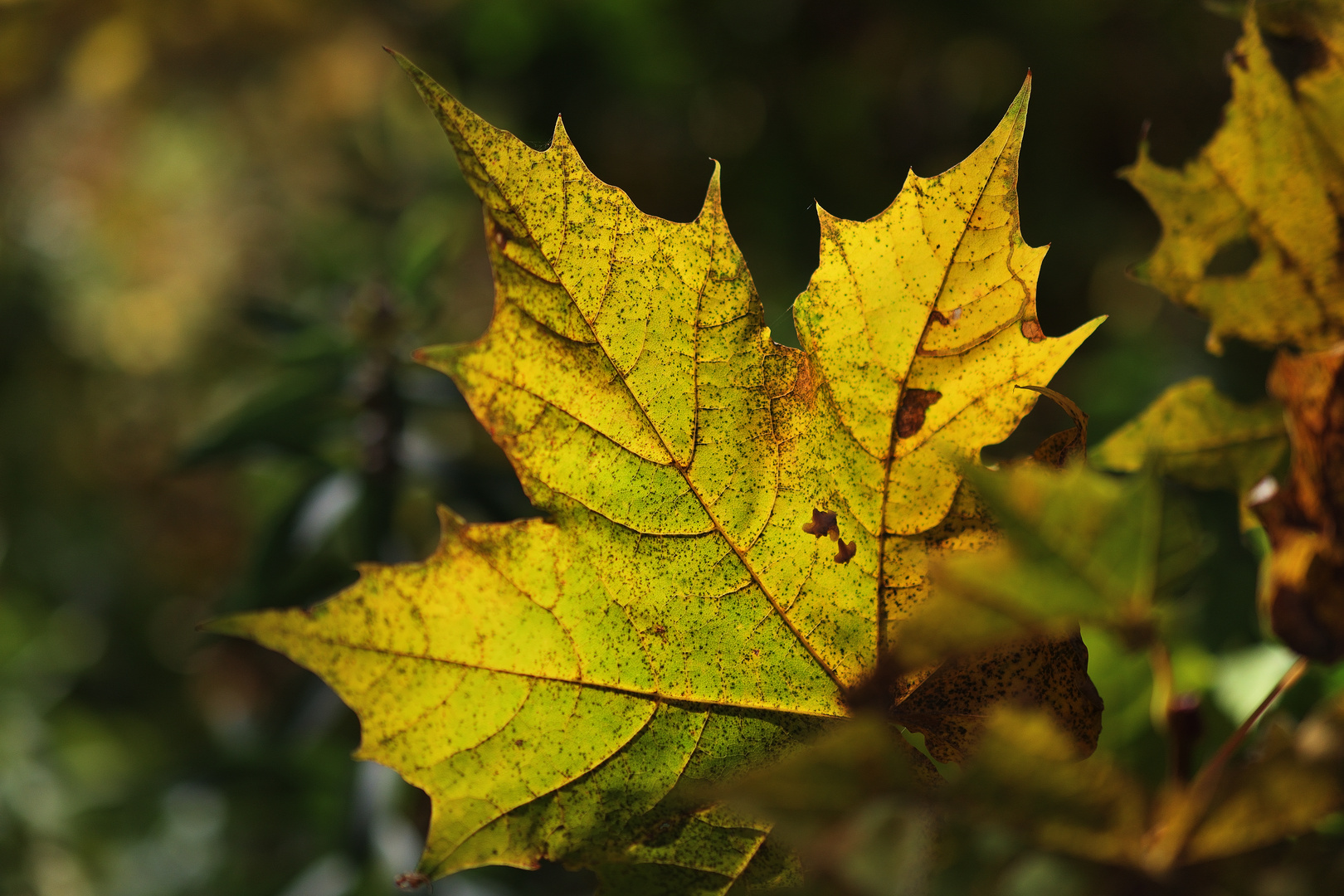 Herbstfarben