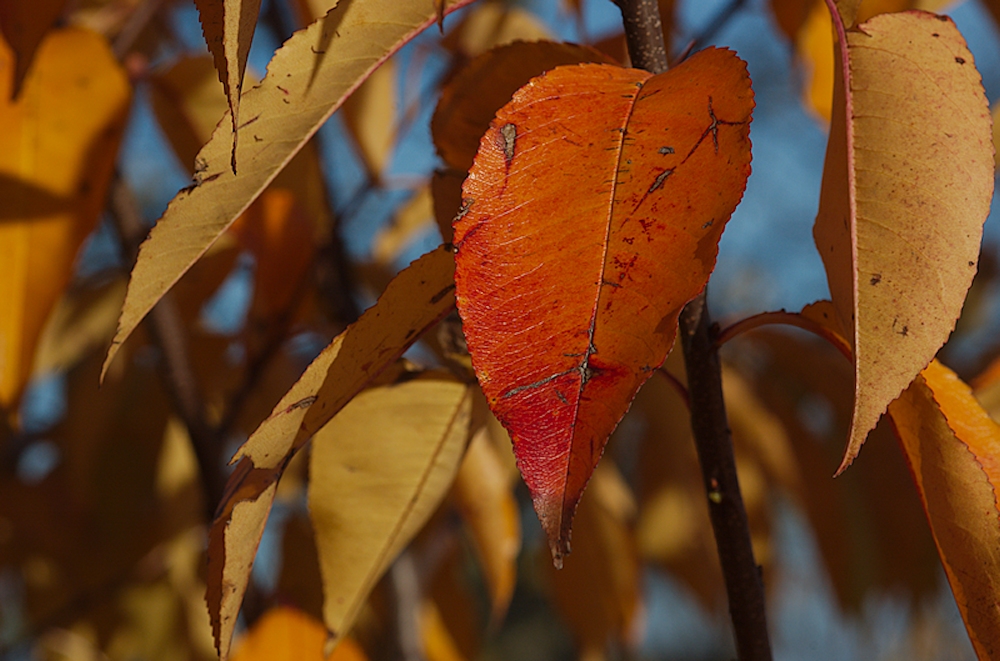 Herbstfarben