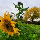 Herbstfarben