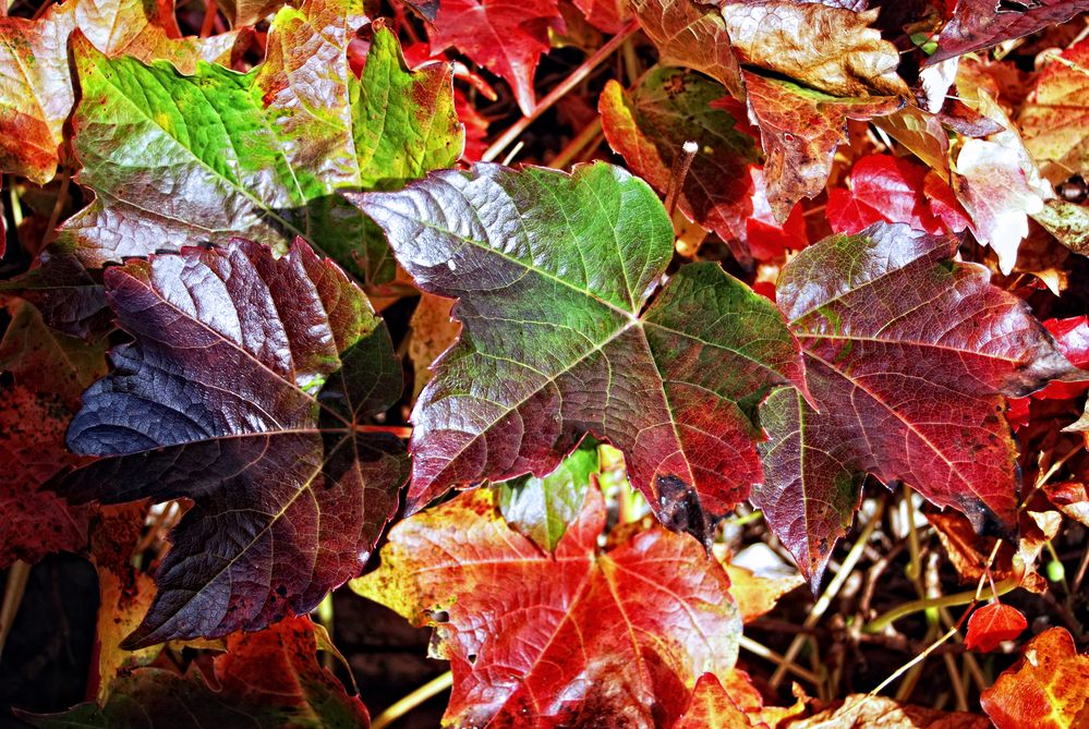 Herbstfarben von Martin Gebhardt 