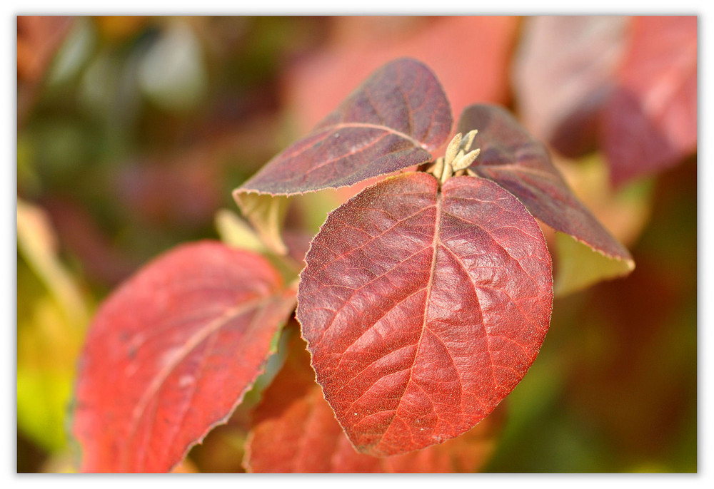 Herbstfarben......