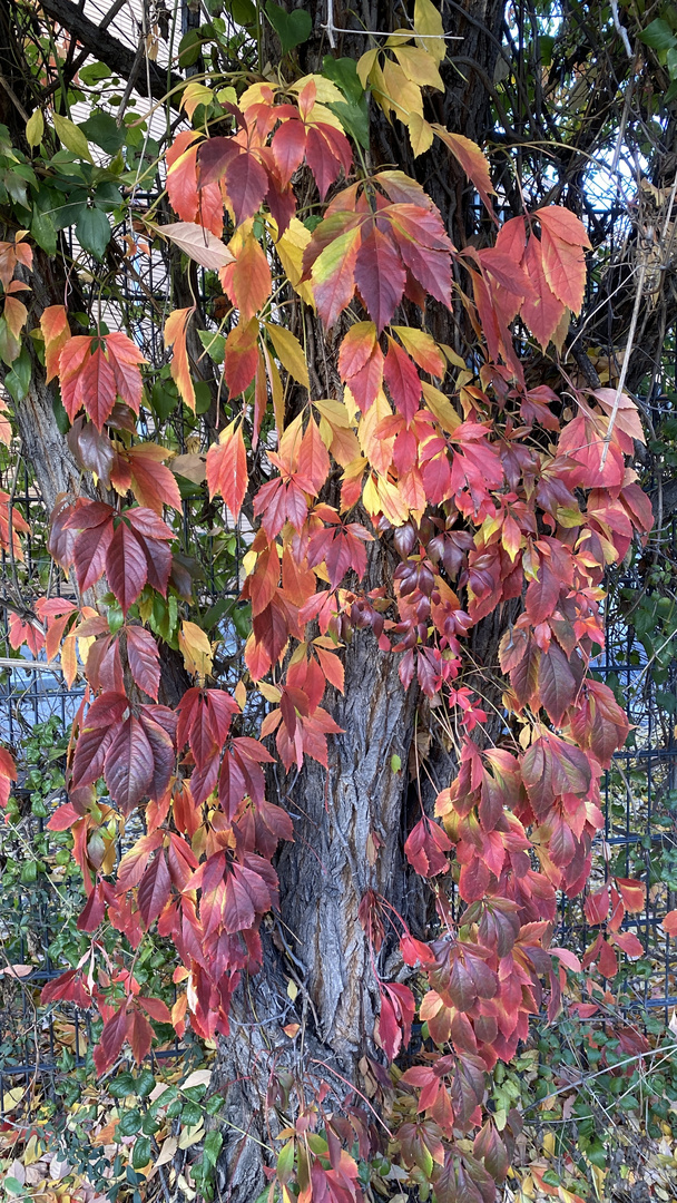 Herbstfarben