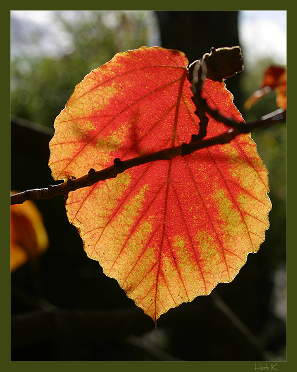 Herbstfarben