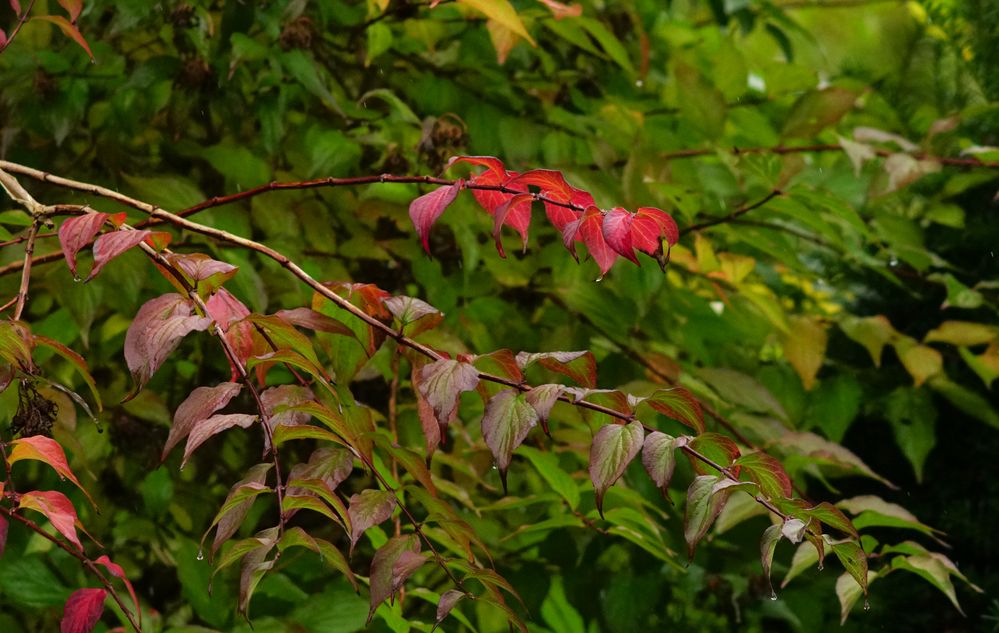 Herbstfarben