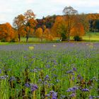 Herbstfarben.