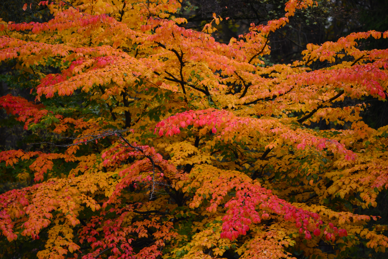 Herbstfarben