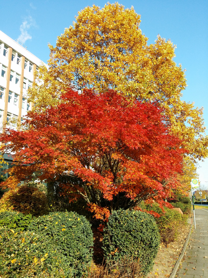 Herbstfarben