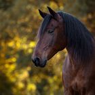 Herbstfarben