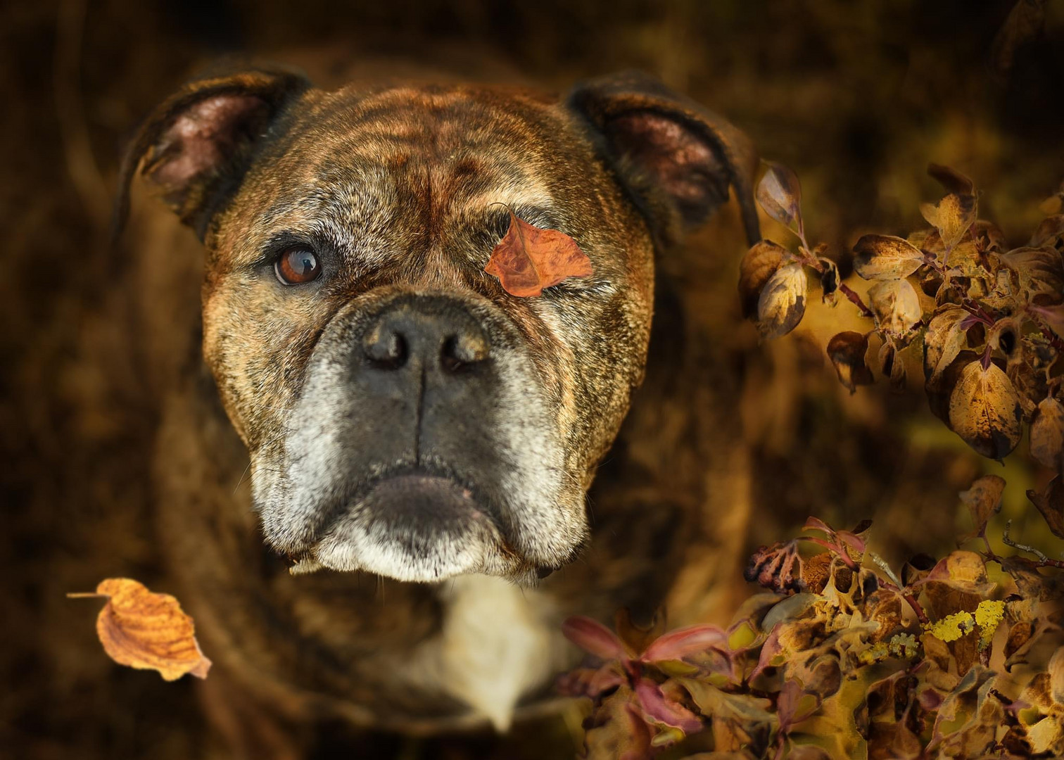 Herbstfarben 