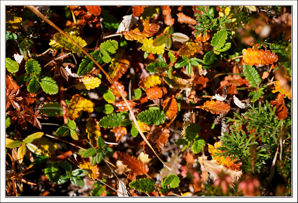 Herbstfarben ....