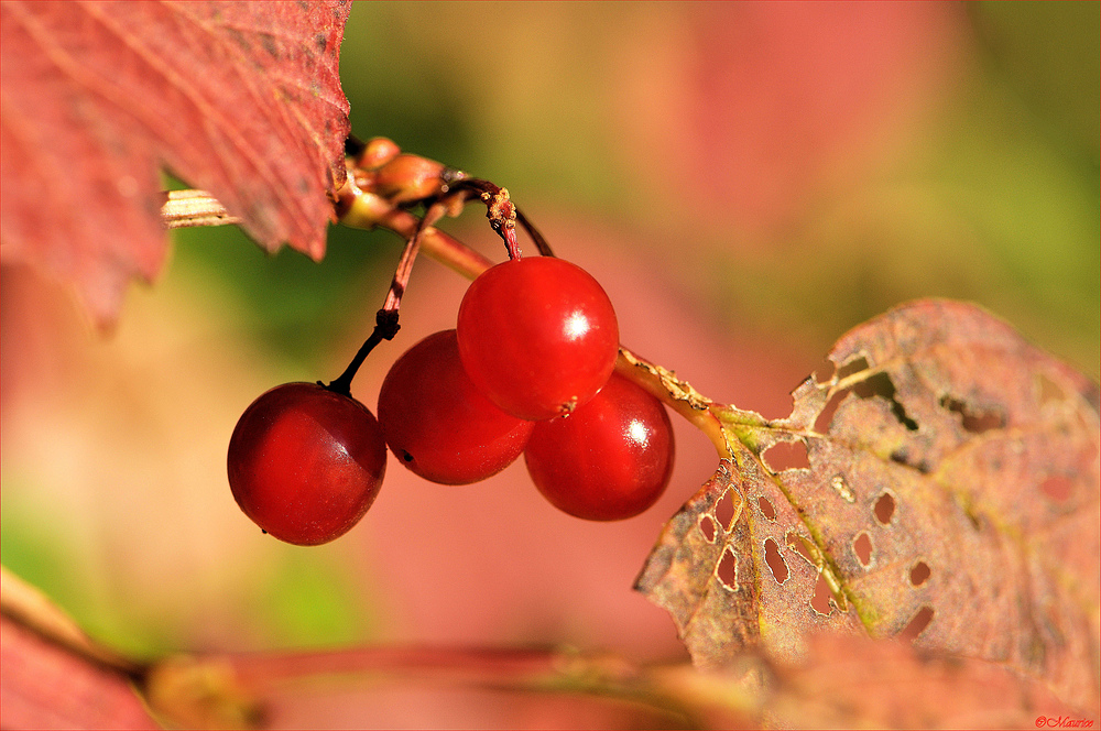 Herbstfarben