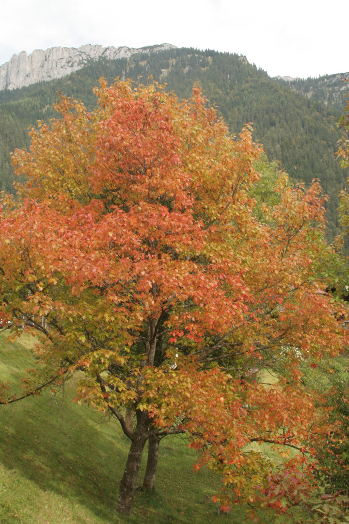 Herbstfarben